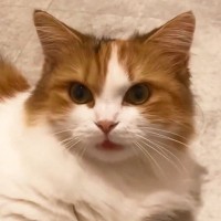 『ニオイに敏感な猫』飼い主がシャンプーを変えた結果…『まさかの表情』に爆笑！137万回再生「スンっと居なくなるｗ」「彼氏かｗｗ」