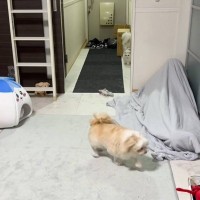 猫と犬に『飼い主が消えるドッキリ』してみた結果…予想外すぎる展開が笑えると101万再生「急に雰囲気がｗ」「シュールさに爆笑」