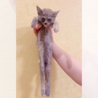 横倒しで収容されていた『手足が動かない子猫』を保護したら…驚くべき変化が102万再生「嘘のように」「感動で胸がいっぱい」の声