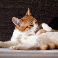 猫の『毛づくろい』に秘められた3つの大切な役割　せっせとお手入れするのには理由があった