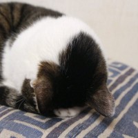 愛猫がうつ伏せで『ごめん寝』をするときの理由4選　お顔を隠して苦しくないの？