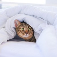 愛猫があなたの『お布団に入ってきたがる』3つの理由　一緒のお布団を使うときの注意点も