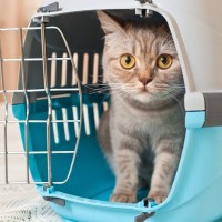 猫を迎えた初日に『するべきこと、すべきでないこと』　良い関係を築いていくために
