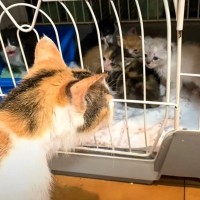 子猫たちが『退院してきたママ猫』を見た結果…『予想外のリアクション』が4万3000再生「切ないね」「再会できて良かった」