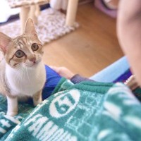 子猫が『パパ好きすぎた』結果…『抱っこのおねだり方法』が天使すぎると13万6000再生「うわー抱っこしたい」「反則」と悶絶の声