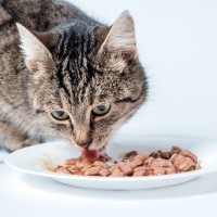 猫の寿命を伸ばす『正しいキャットフードの選び方』4つ　愛猫に合っているか知るには？