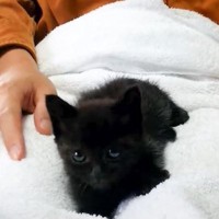 用水路で溺れかけていた子猫、保護して10日後…可愛すぎる『大変貌』が22万1000再生「成長が嬉しい」「いい人に拾われた」