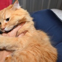 猫が飼い主を『蹴る』ときの理由3選　結構痛い猫キック、やめてもらう方法は