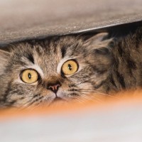 『危険を察知した猫』に見られる3つの行動　通院や訪問者、地震…パターン別に解説