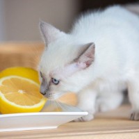 猫がイヤがる『大嫌いなニオイ』6選　しつけに活用できる場合も