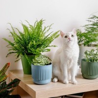 猫のいる部屋に飾ってOK！『安全な観葉植物』4選　設置する際の注意点も