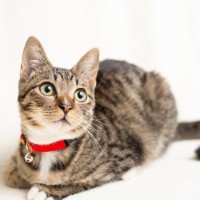 猫に『首輪』は必要？あったほうがいい3つの理由　逆にダメなタイプとは？