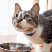 猫が食べているのに『痩せていく』ときの原因4選　愛猫の体重を増やす方法は？