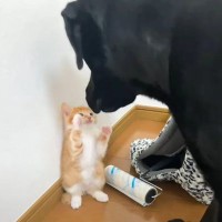 子猫が『大型犬に育てられた』結果…尊すぎる成長の記録に「素敵な相棒」「幸せの意味がわかるね」と2万5000再生の反響