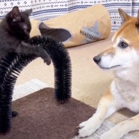 警戒心の強い黒猫が『柴犬に見せた』行動…まさかの瞬間が可愛すぎると19万再生「大興奮してるみたい」「大きな一歩」の声