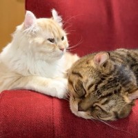 『体調を崩していた』兄猫…妹猫がみせた兄妹愛あふれる行動に思わず涙が出ると8万7000再生「愛が溢れてる」「あったかい家族だ」