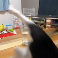 猫がママに『コップの水を飛ばすイタズラ』をしたら…『まさかのオチ』に爆笑する人続出「コントか！w」「忍者の様な消え方ww」の声