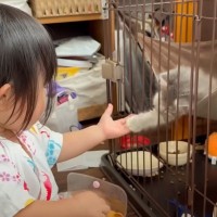 子猫が女の子と『ケージ越し』で遊んだ結果…仲良く『じゃれあう』光景が微笑ましすぎると3万2000再生「いいお友達」「心癒される」