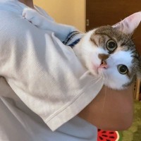 猫がパパに『赤ちゃん抱っこ』された結果…まさかの『堪能する様子』が可愛すぎると45万5000再生「ご満悦」「愛嬌の塊」