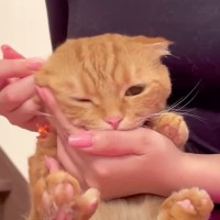 猫が苦手な耳掃除をしてみたら…『まさかの表情』を浮かべる姿が可愛すぎると1万6000再生「メロメロ」「なんでこんなに可愛いの」