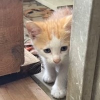 『いつもお腹を空かせた子猫』を迎えた結果…現在の様子に涙があふれでると感動の声「言葉が胸にジーンと」「成長してて泣いた」