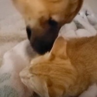 『見てはいけないものを見てしまった』犬の散歩中に"悲惨な状態の子猫"と出会った結果…「素晴らしすぎる」「光頂きました」と感動の声