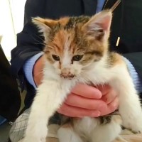 車に轢かれかけていた『衰弱した三毛猫』を保護したら…驚きの変化が感動的すぎると32万再生「本当に良かった」「ありがとう」