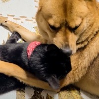 猫が同居犬を『魅了』してしまった結果…『熱烈なキス』にされるがままな姿が面白すぎると1万再生「癒やされる」「可愛すぎるｗ」の声