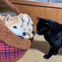 『猫のお願いを無視しようとしたけど…』まさかの結末が可愛すぎると131万再生「キュンキュンした」「意思疎通が素晴らしい」