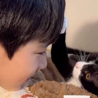 『ぼくがお兄ちゃんになる！』捨てられていた猫を家族に迎えた結果…現在の姿に感動「愛にじんわりときた」「優しい世界」と19万再生