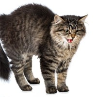 猫が『たぬきしっぽ』になっているときのキモチ5選　そもそもどうやってふくらむの？