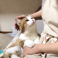 『お母さん大好きな猫』が甘えると…まさかの『見つめすぎる姿』が尊いと142万再生「健気な姿に泣いた」「素敵な時間」の声