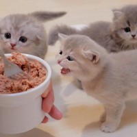 子猫の『ご飯の準備』に手間をかけすぎると…可愛すぎる『早くしてコール』が24万7000再生「かわいい赤ちゃんたち」「天国だ」