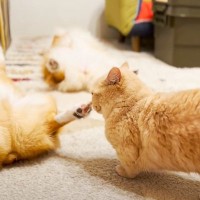 『犬が絶対起きないと思ったら…』猫の行動で判明した『まさかの真実』が24万3000再生「本当に笑った」「現代の科学ではｗ」