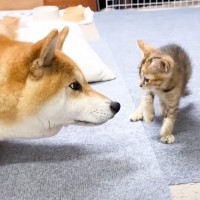 柴犬と子猫が数回対面した結果…子猫が見せた『予想外の行動』が面白すぎると44万再生「大物で草」「柴ふの良さ知っちゃったねｗ」