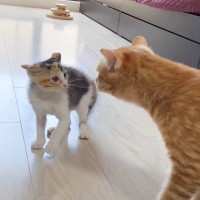 子猫と先住猫が初対面で見せた行動…5秒後に起きた『まさかの瞬間』が可愛すぎると50万再生「出会ってすぐｗ」「初めて観た」