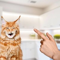 猫への『しつけ』がうまくいく3つのポイント　怒るより褒めるほうが効果あり？