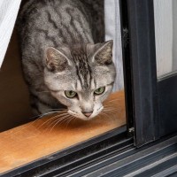 猫が脱走しそうに…！ヒヤリハットな危ういシチュエーション3選　知ることで予防につながるかも