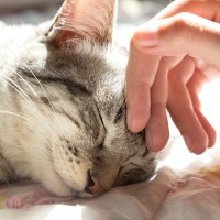 猫を『最高に幸せにできる人』の5つの特徴とは？猫好きなら目指すべき“100点飼い主”の条件とは？