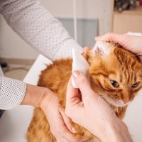 猫の『お耳のケア』はサボっちゃダメ！お手入れ方法のコツと注意点