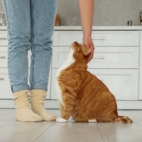 猫から『依存されやすい飼い主』に共通する特徴4つ　甘えと依存の見分け方も