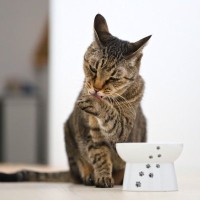 猫はなぜ『ご飯のあと』にせっせと顔を洗うの？考えられる3つの理由　野生時代の名残だった！