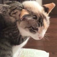 『猫は優しいなぁ』と感じる瞬間6選　猫だって相手を思いやる心がある！