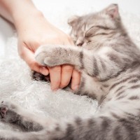 猫に愛された飼い主だけが見られる『ありがたい寝姿』5選　あなたへの信頼のバロメーター！