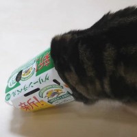 猫の朝の様子を撮ってみたら…まさかの『着こなし』が63万5000再生の大反響「自分の意思なのが素晴らしい」「最先端」