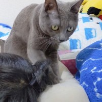 猫が娘を起こそうと頑張った結果…難易度高すぎて『ママに見せた反応』が笑えると22万再生「顔にツボった」「美味しいパンできそうｗ」