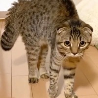 猫が『顔パックしている飼い主』を見た結果…『可愛すぎる行動』が110万再生の大反響「しっぽがｗ」「過程に笑った」と爆笑