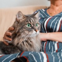 猫の『介護』を始めるタイミング5つ　愛猫の老いと上手に付き合うための心得も