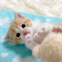 『まだまだ赤ちゃんと思っていたら…』保護した子猫の可愛すぎる瞬間が28万再生の大反響「ずっと見てられる」「癒やしをありがとう」