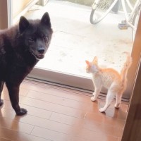 子猫と仲良くなりたい愛犬が『本気を出した』結果…2日目の急展開が微笑ましすぎると2万6000再生「素敵」「優しいお兄ちゃん」の声